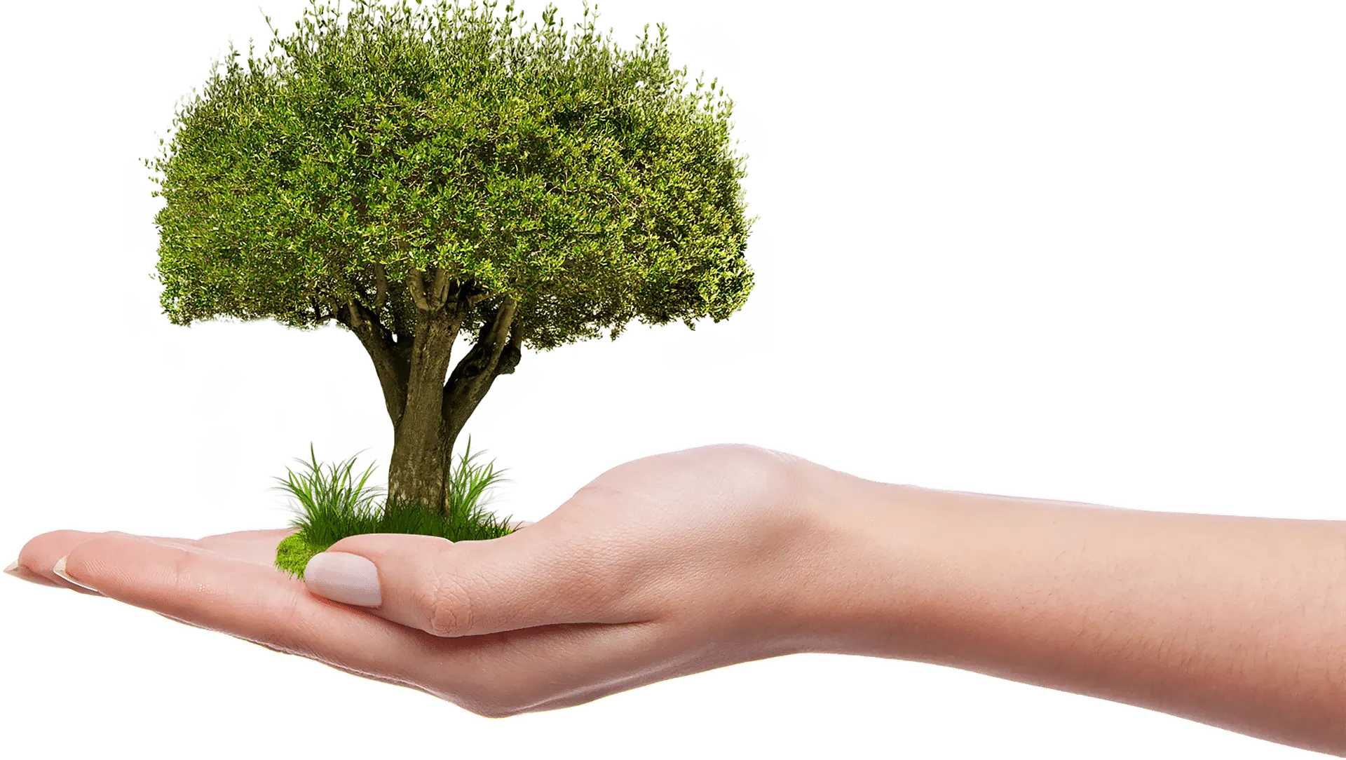 Sustainable forestry